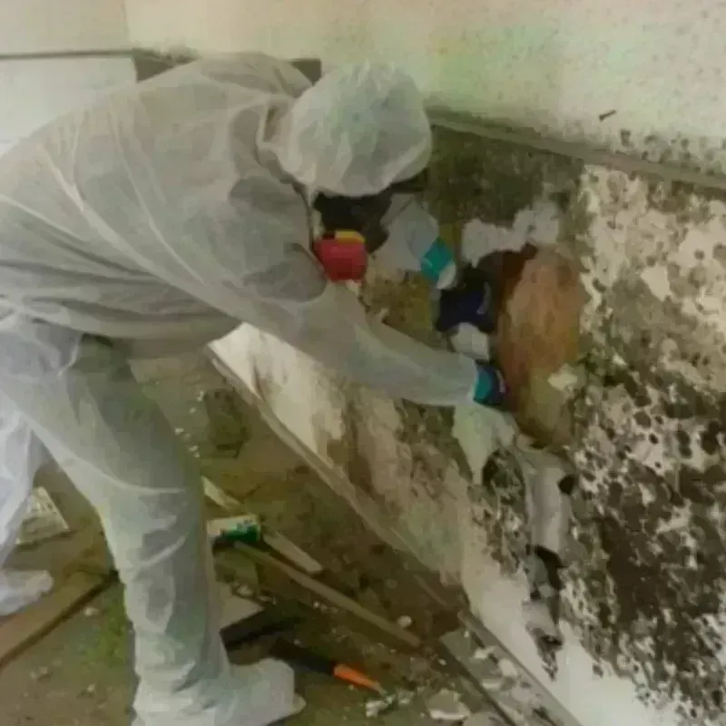 Mold Remediation and Removal in Fairfax, OH